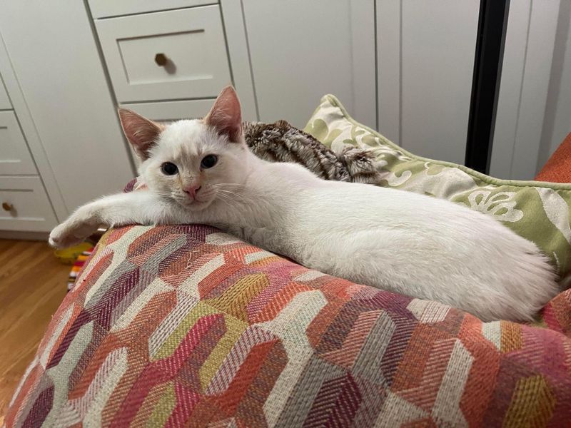 kitten lounging on pillows