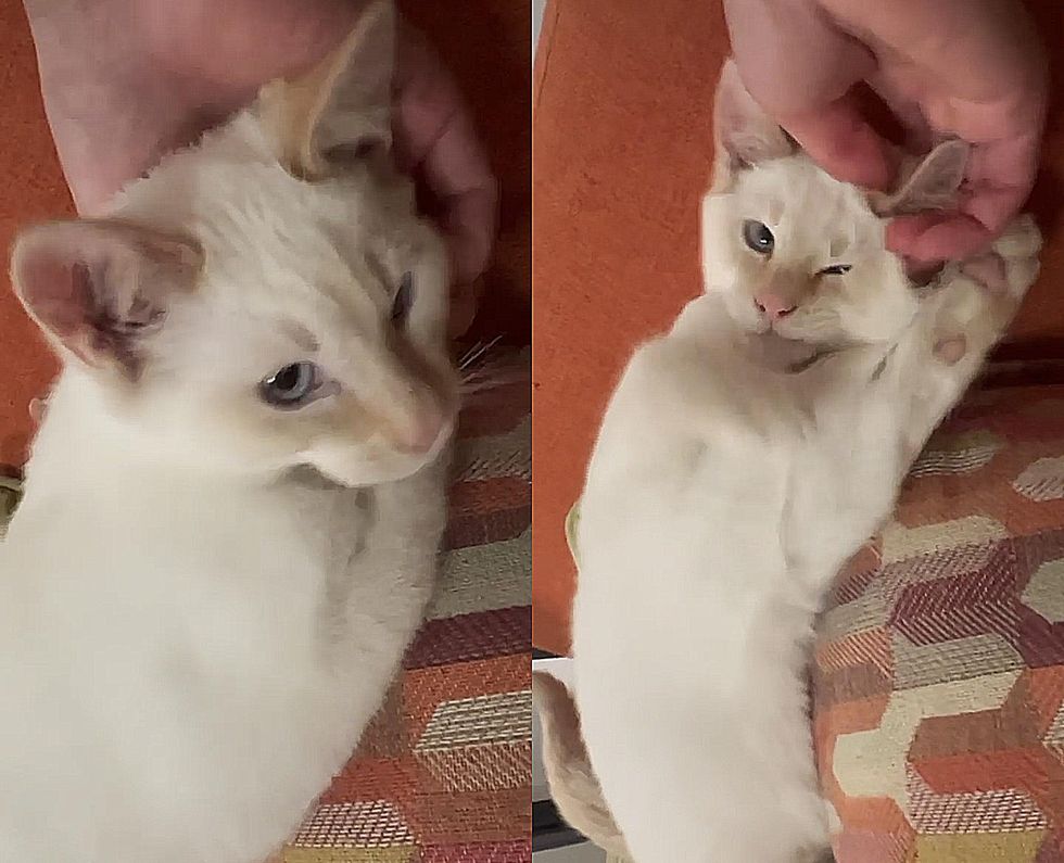 snuggly kitten peppermint