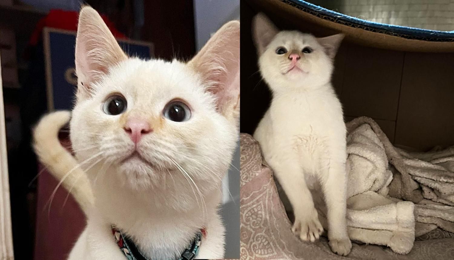 Stray Kitten Stays on Backyard Patio and Decides to Wait for Someone to