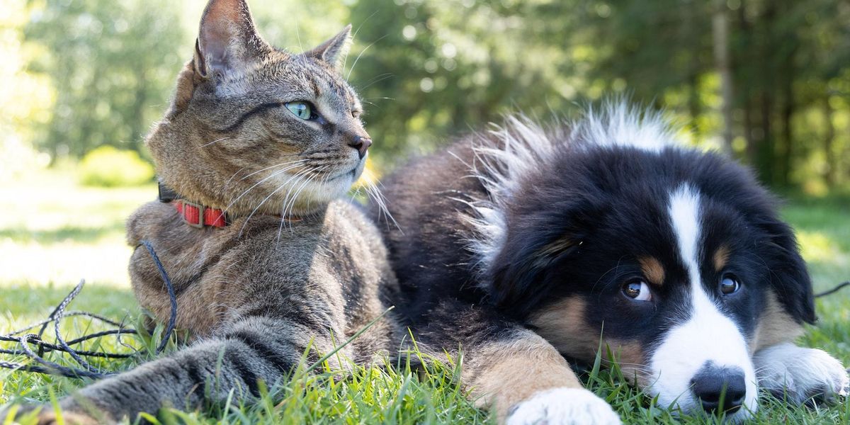 People Who Were Forced To Choose Between Their Pet And Their Partner Explain What Happened