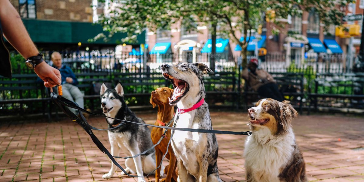 Dogs on leashes