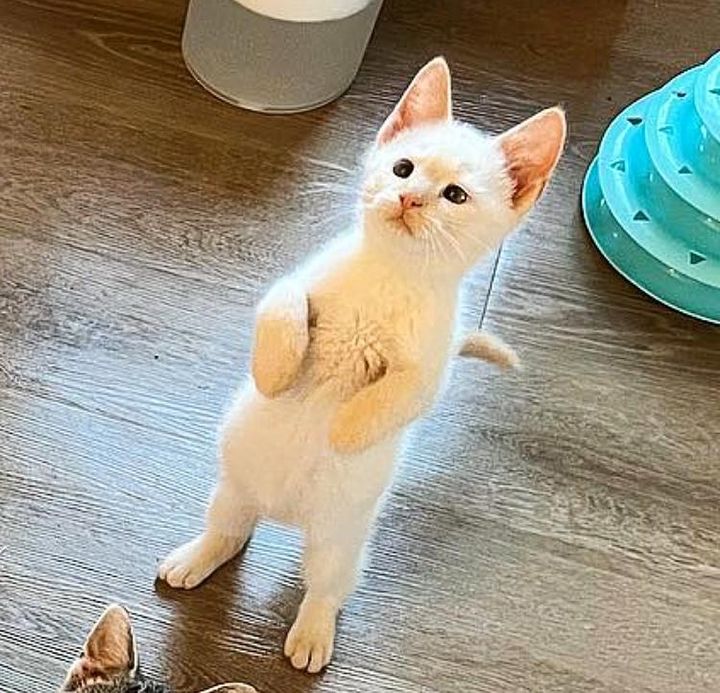 standing kitten cute