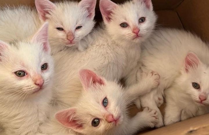snow white kittens