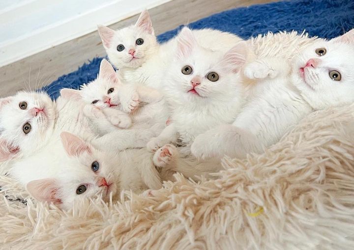 snow white kittens snuggling
