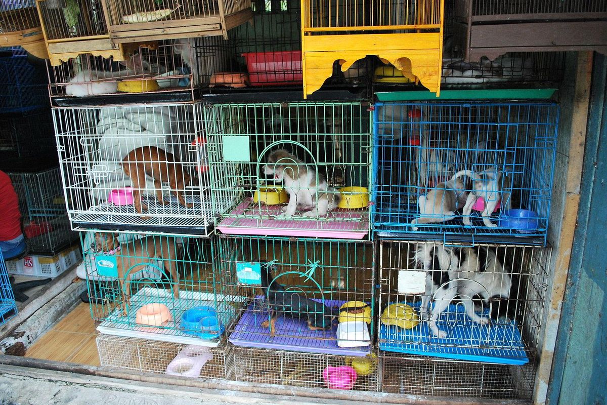 puppy mills, animal rights, animal shelters, purebreds