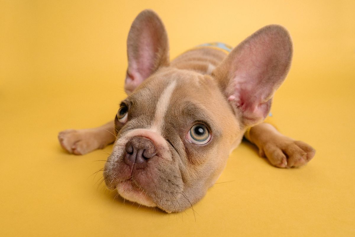 Phoenix pet store law, shelter animals, ASPCA