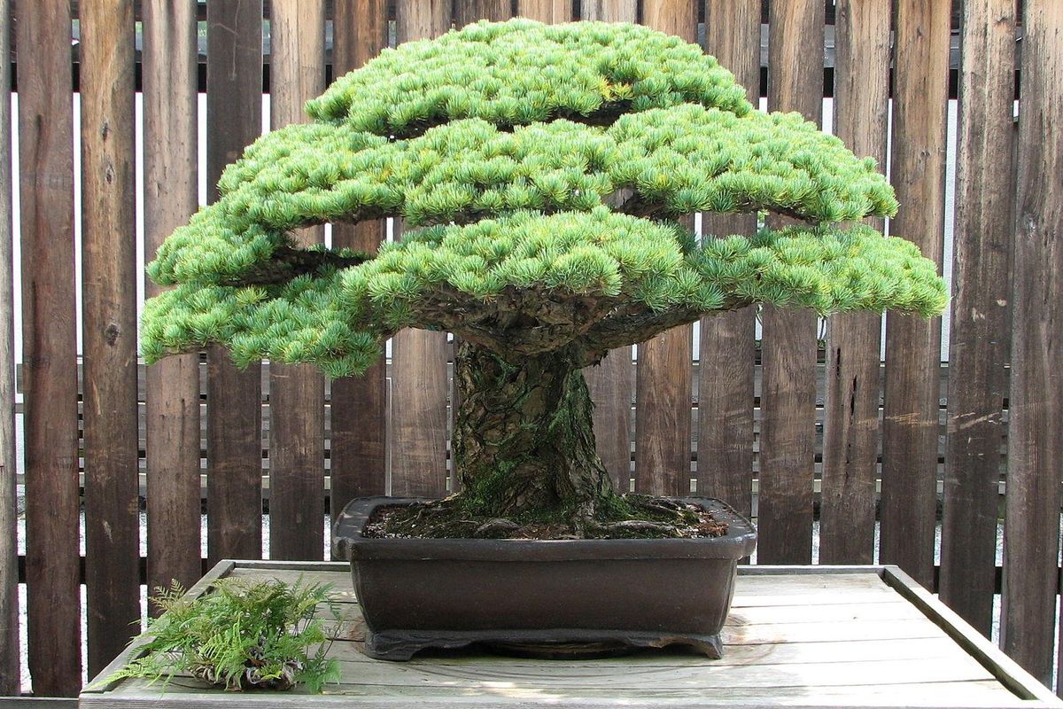 bonzai tree, U.S. National Arboretum, horticulture, Hiroshima history