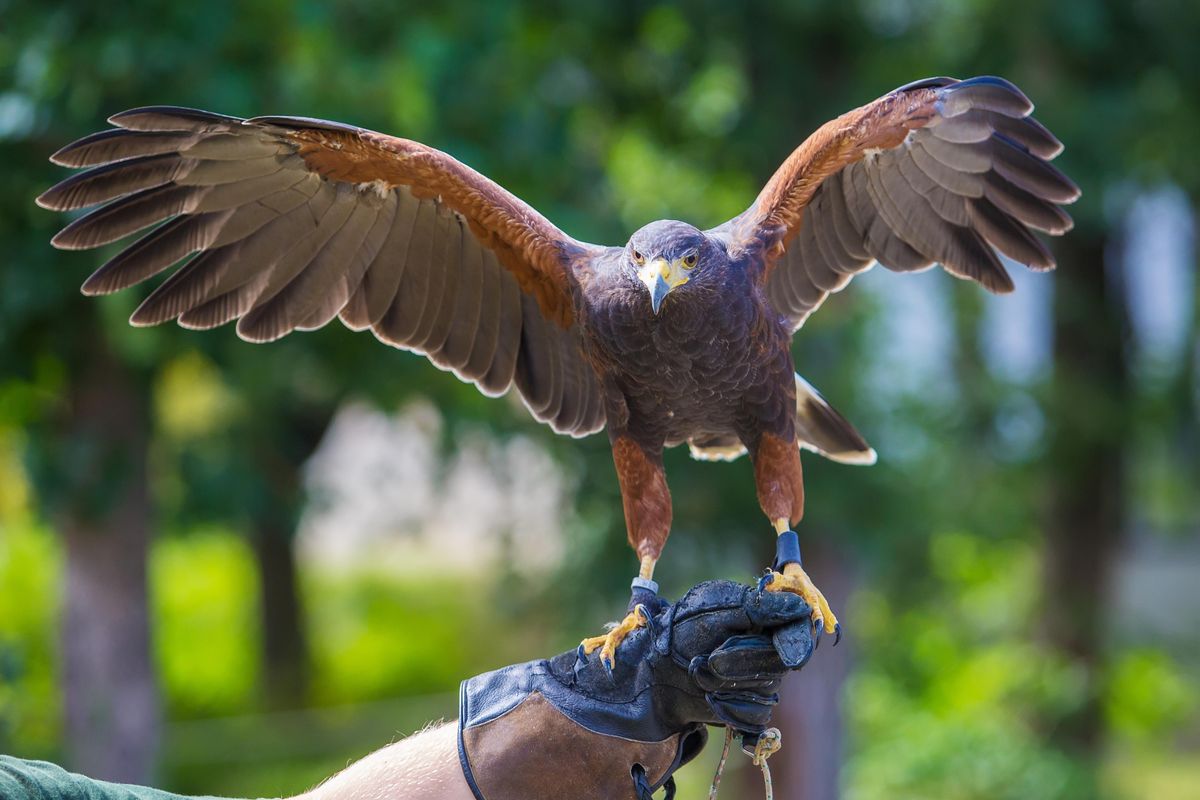 A caccia con il falco, l'antica arte nobile divenuta popolare