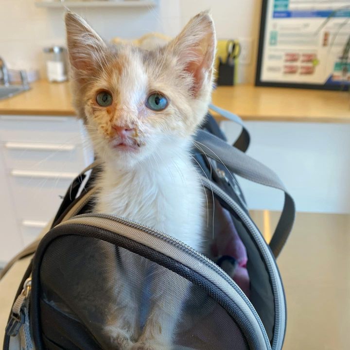 kitten rescued happy