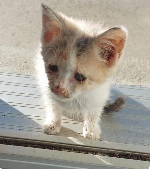 stray kitten