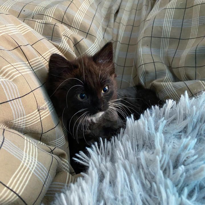 tuxedo kitten snuggling