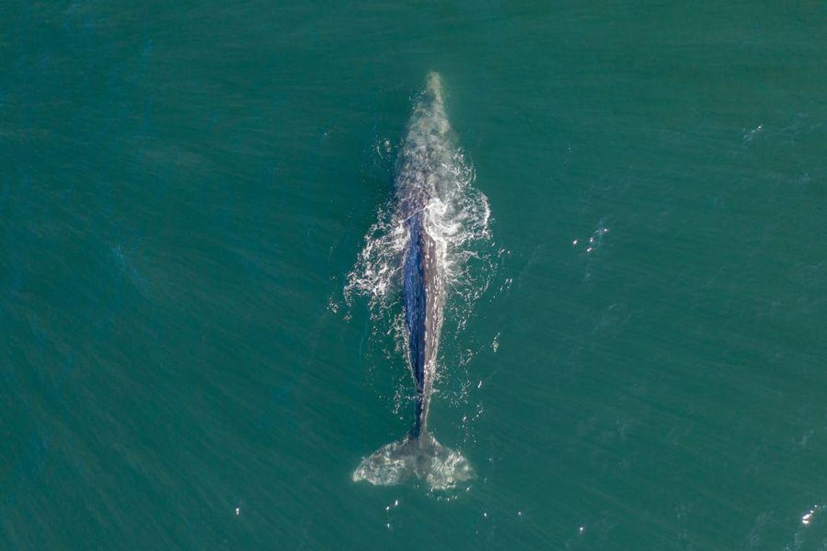 gray whale