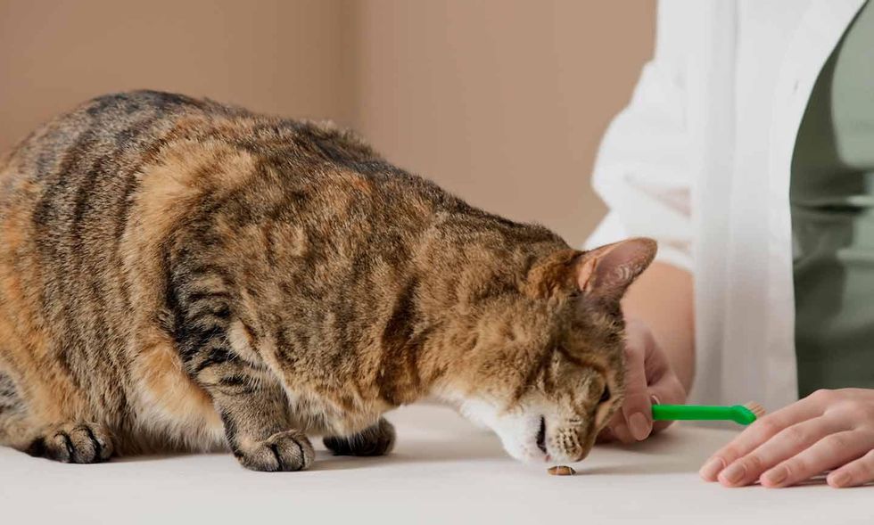 What Can Cats Chew On To Clean Teeth?