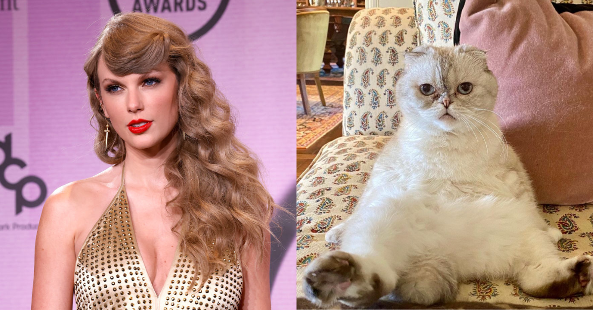 Taylor Swift; cat Olivia Benson