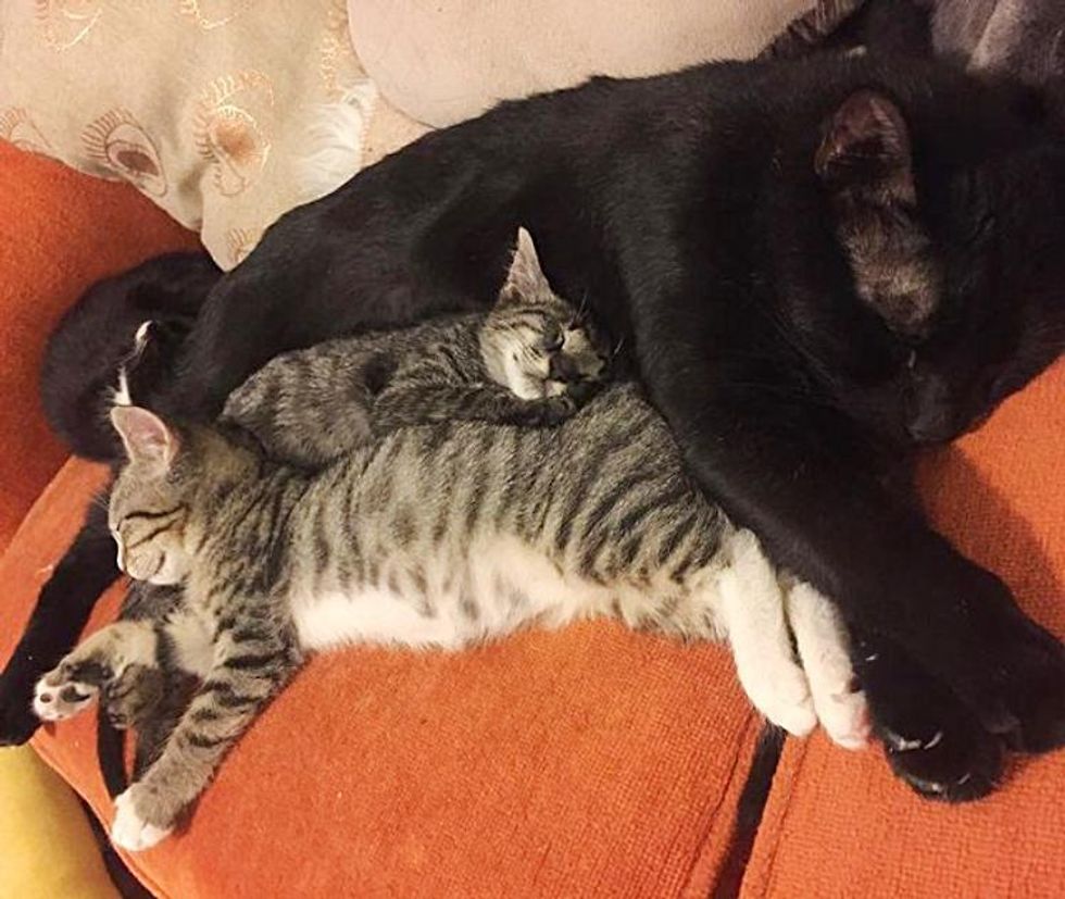 cat snuggling kittens sleeping