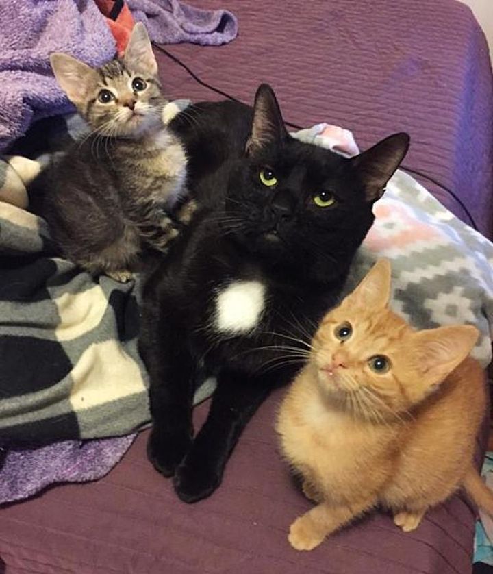forest cat foster kittens