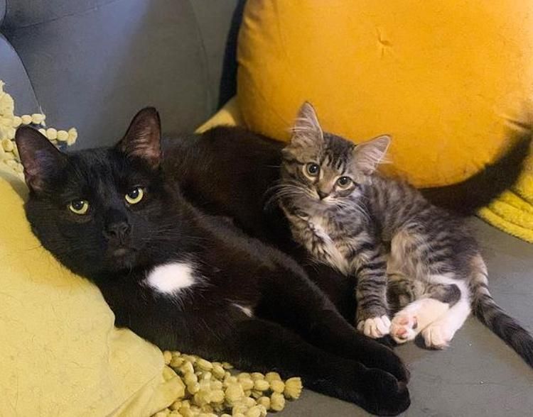 kitten snuggling forest cat