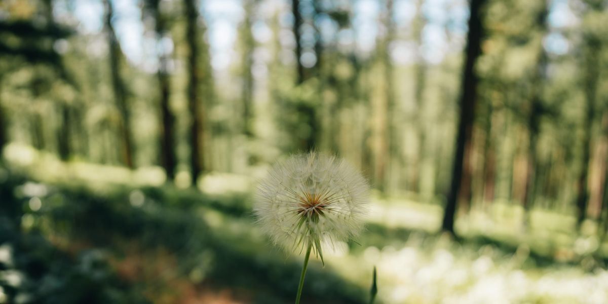 Dandelion in broad daylight