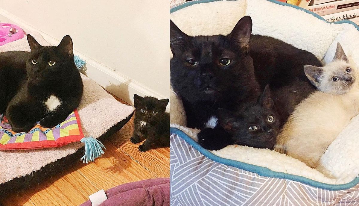 Cat Wants to 'Talk' to Every Kitten that Comes Through the Door After His Life was Forever Changed