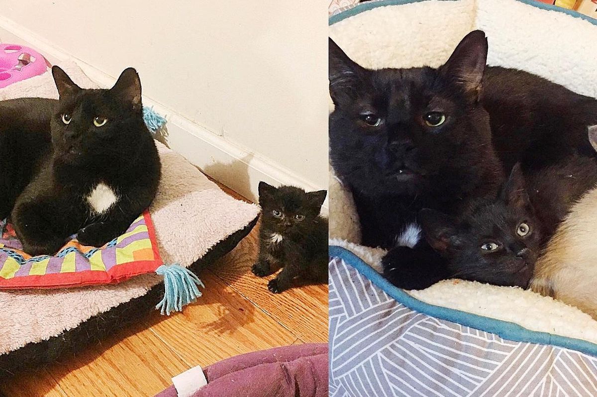 Cat Wants to 'Talk' to Every Kitten that Comes Through the Door After His Life was Forever Changed