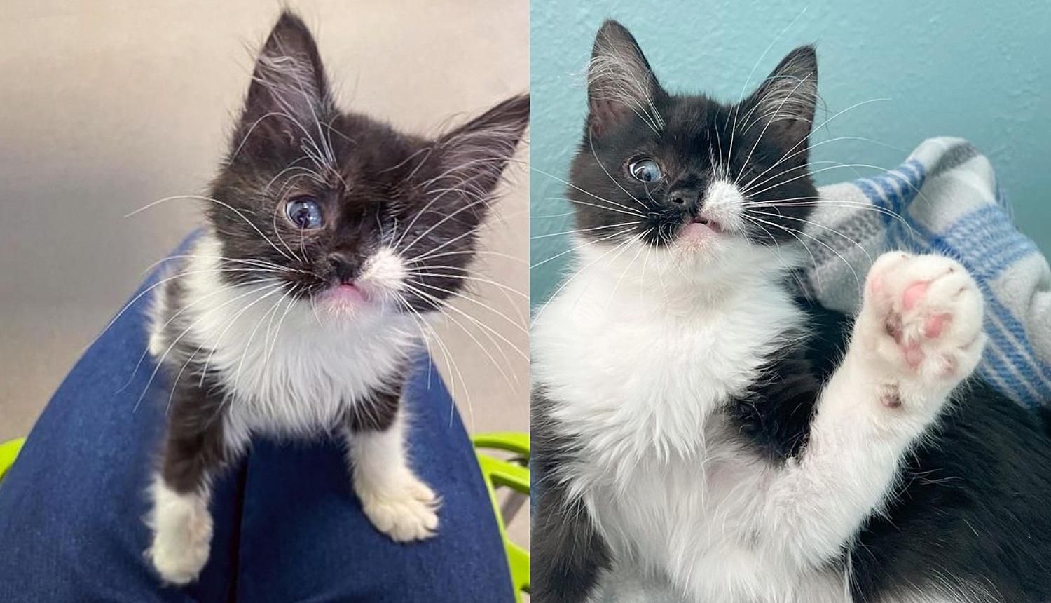 Kitten Born with One Eye Comes Up to People Wanting Help So She