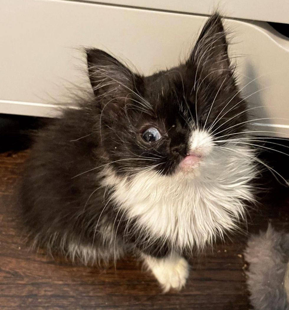 tuxedo kitten one eyed stray