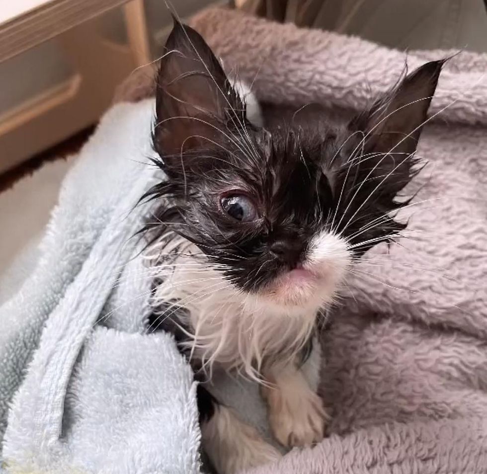 bathed kitten bug