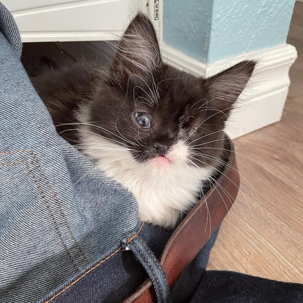 lap kitten one eye