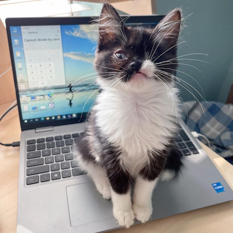 office kitten laptop cat