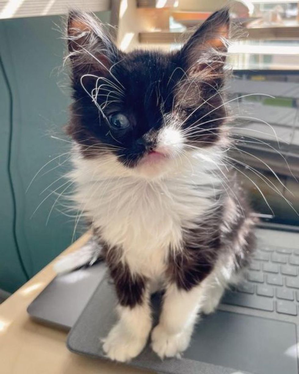 computer kitten tuxedo