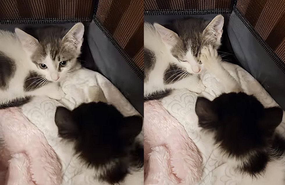 kittens meet, best friends