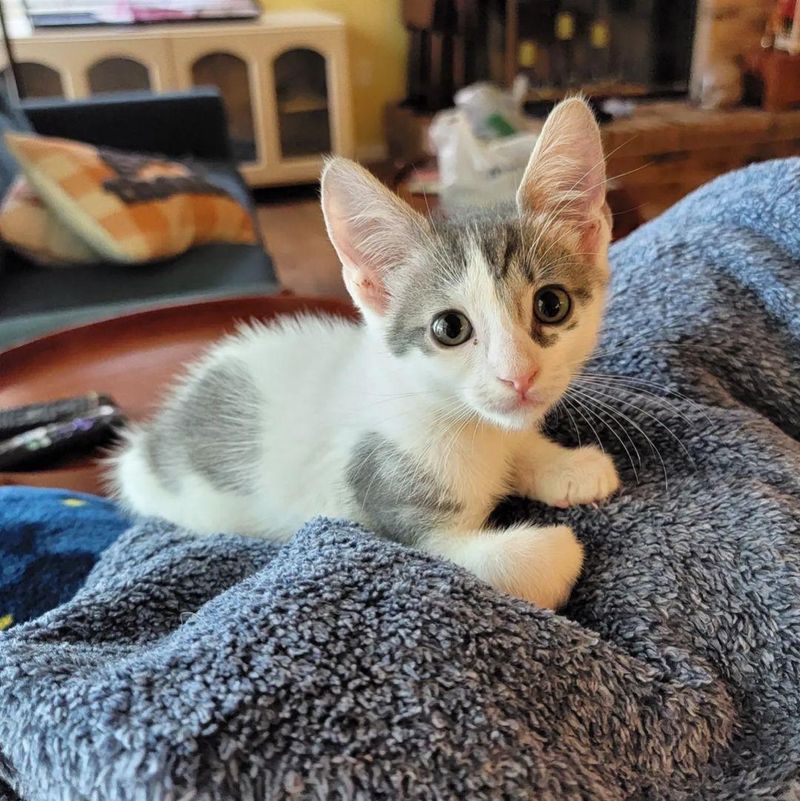 kitten snuggling lap