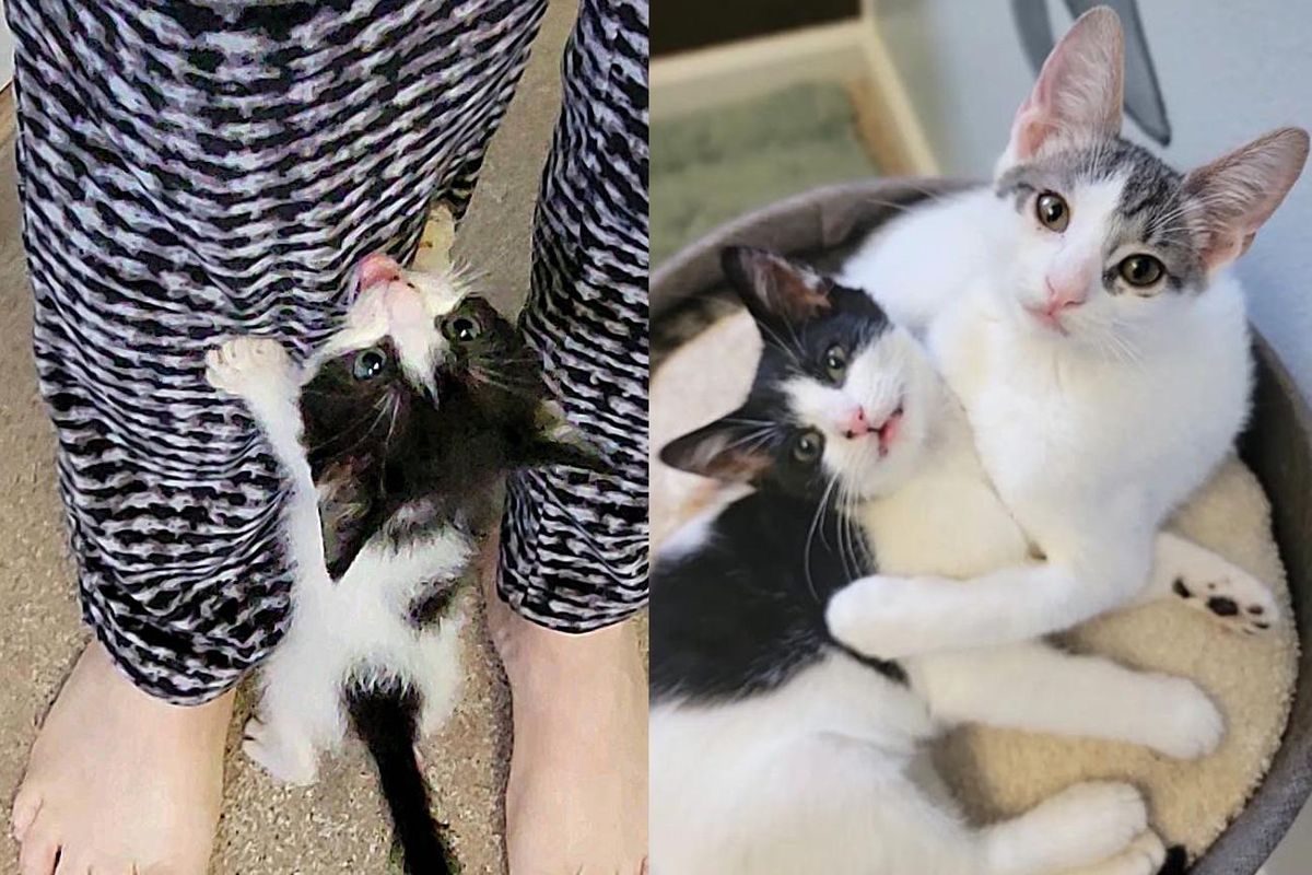 Kitten Has His Wish Come True Right Before New Year's Eve with His Best Friend for Life