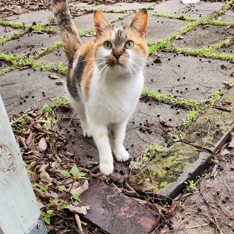 stray cat calico