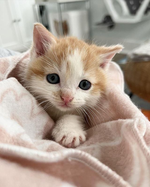 burrito kitten ginger