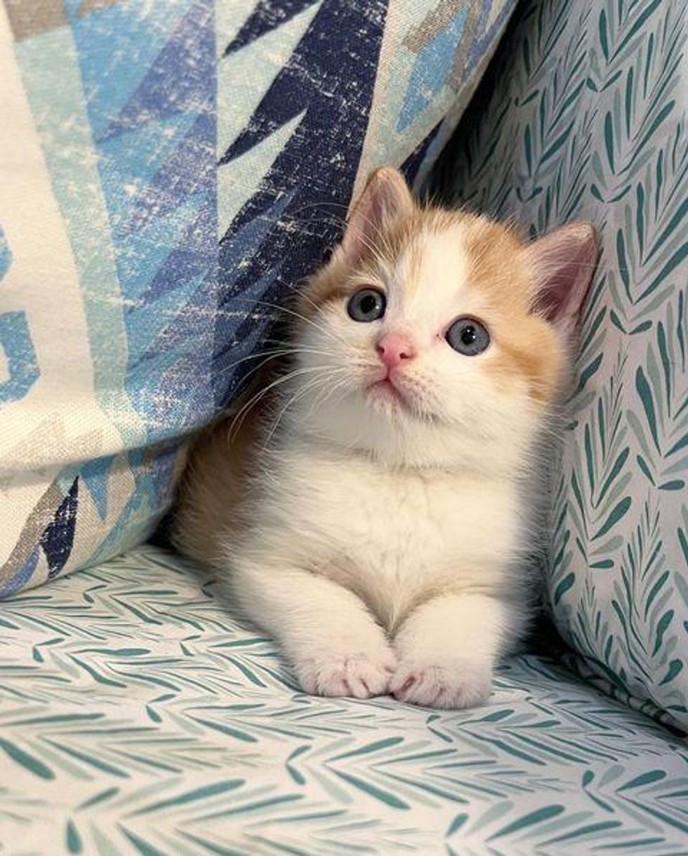cute ginger white kitten jarvis