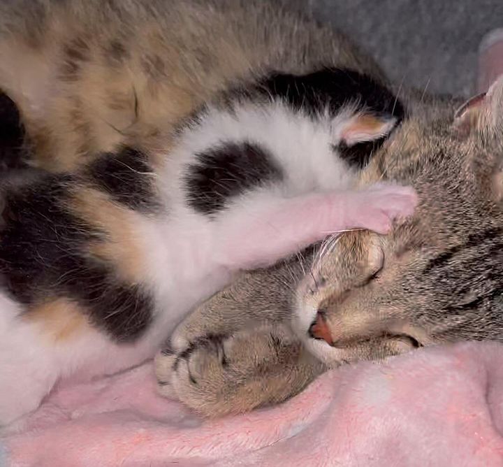 kitten snuggling cat mom