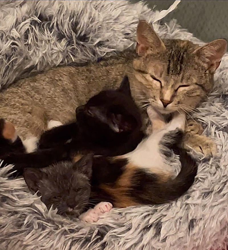 cat snuggling kittens