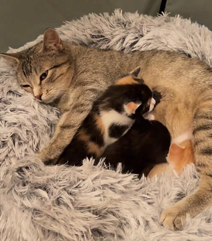 tabby cat mom, kittens nursing