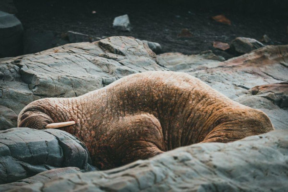 walrus, wildlife, U.K.