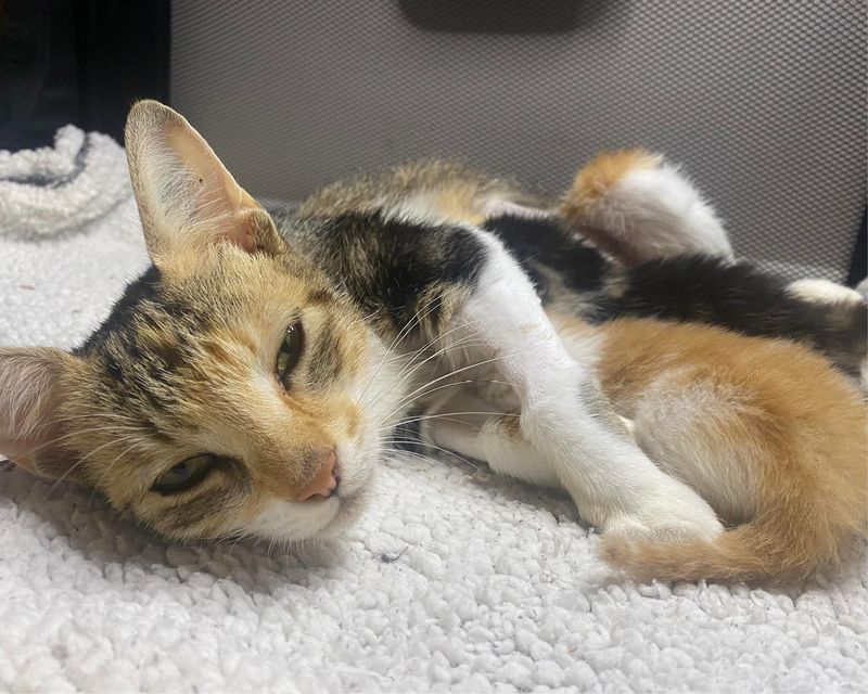 doting cat mom, nursing kittens