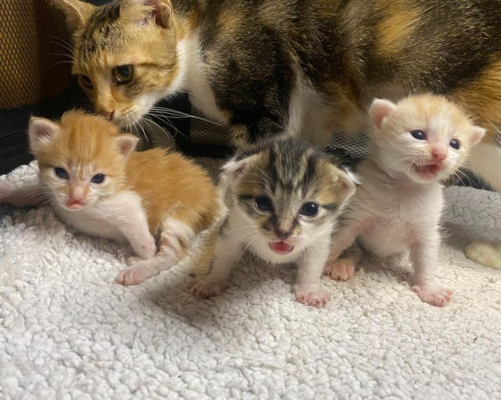 waddling kittens