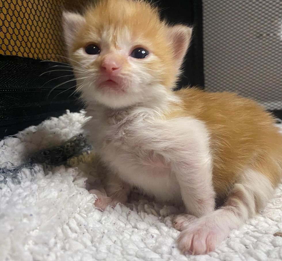 ginger white kitten