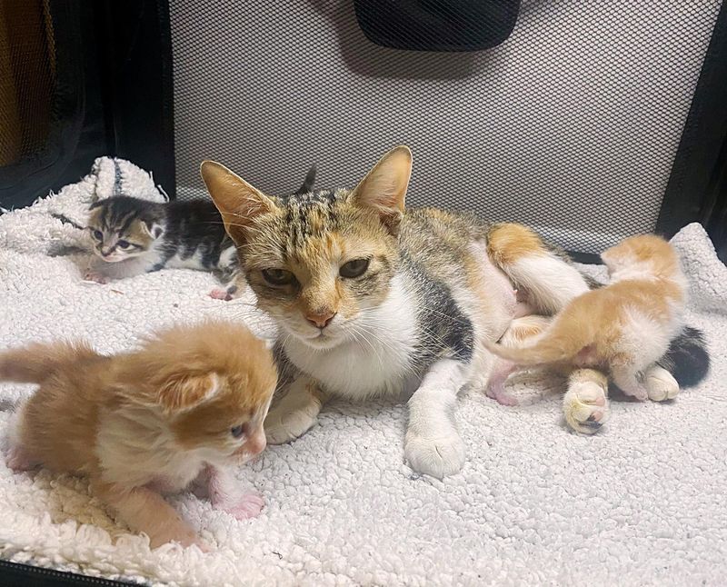 cat mom kittens