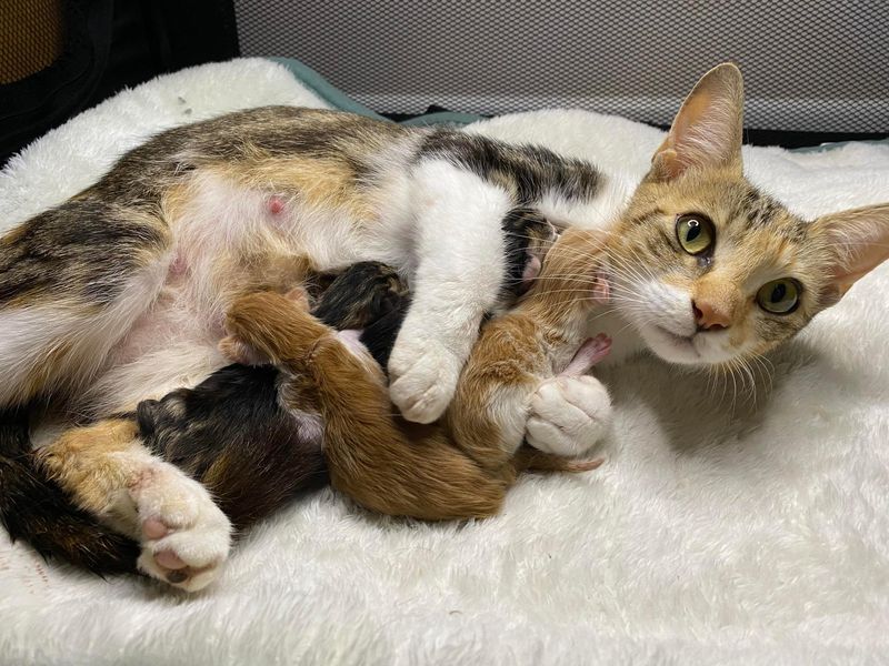 cat hugs newborn kittens