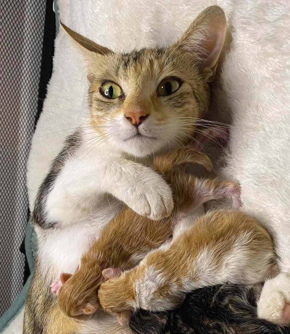 cat mom nursing kittens