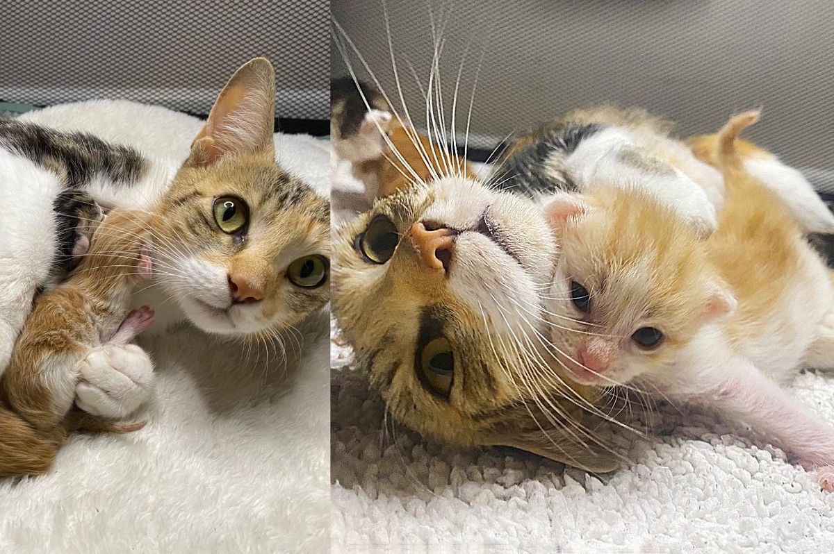Cat is Overjoyed to Find Help for Her Kittens and Can Breathe a Sigh of Relief When They Start to Thrive