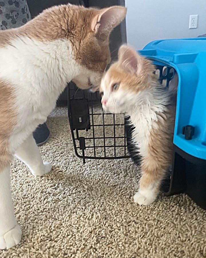 cat kitten greet friends