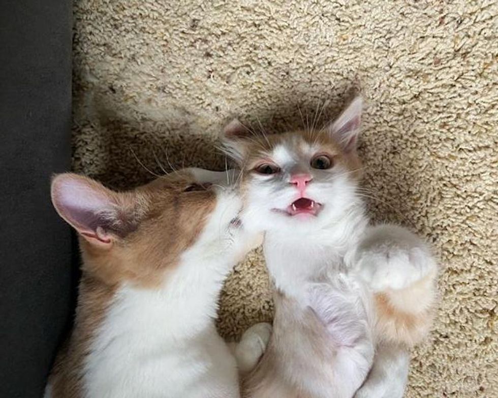 cat kisses kitten