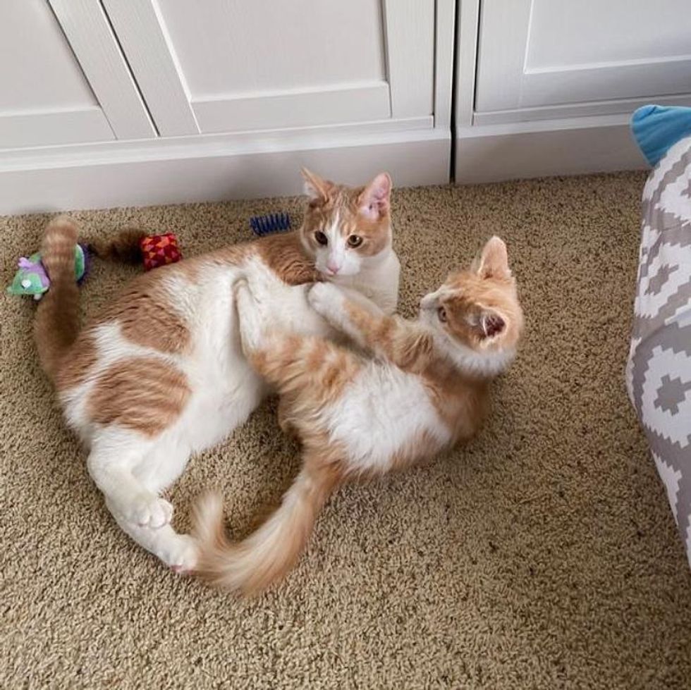 cat wrestling kitten